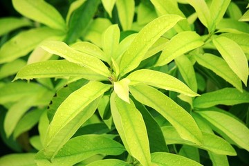 綠葉