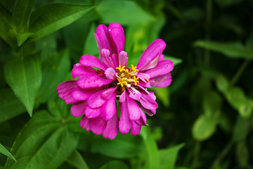 百日菊