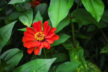 紅色菊花