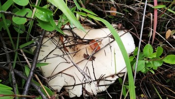 野生菌雞樅