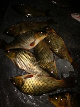 野生小河魚