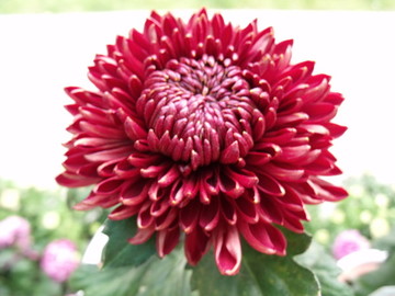 菊花特寫