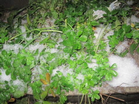 雪中綠葉