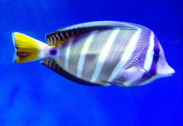 漂亮的熱帶魚