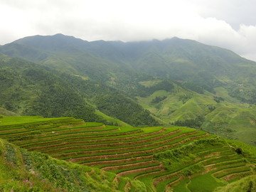 龍勝梯田
