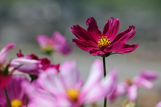 格桑花