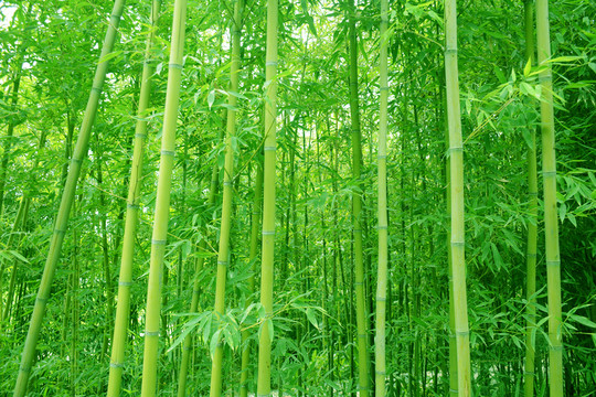 竹林