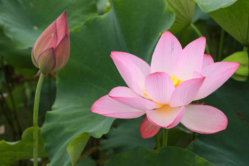 荷花高清圖