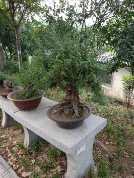 風(fēng)景盆栽