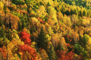 長白山彩林風(fēng)景