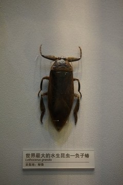 南美大田鱉標(biāo)本