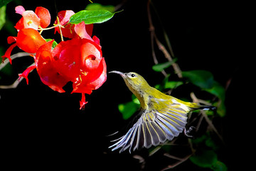 鳥與花