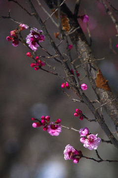 桃花盛開