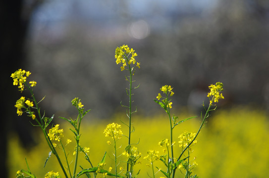油菜花