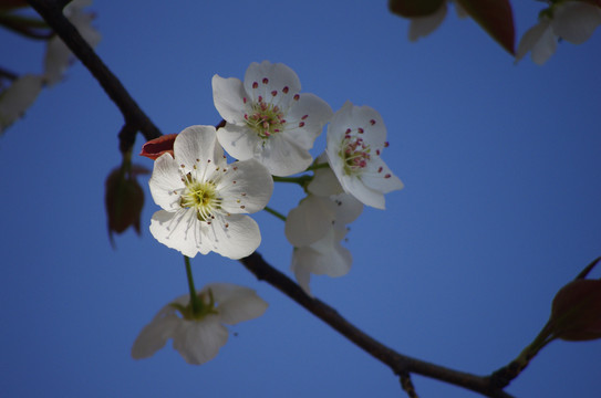梨花盛開
