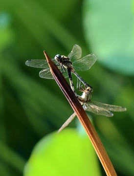 蜻蜓