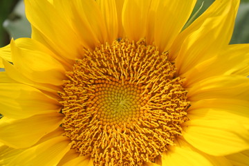太陽(yáng)花