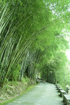 竹林山路