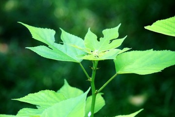 綠葉