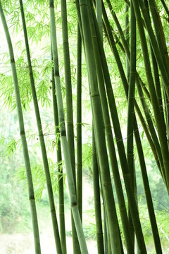 竹竿背景