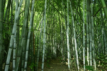 竹林