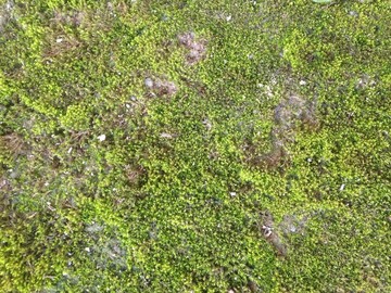 苔蘚