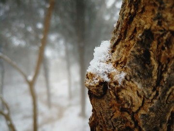 雪中樹