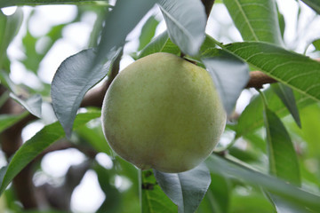 中華脆蜜桃