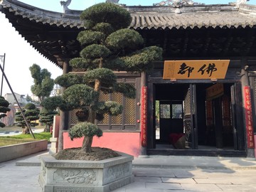 羅漢松