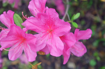 杜鵑花