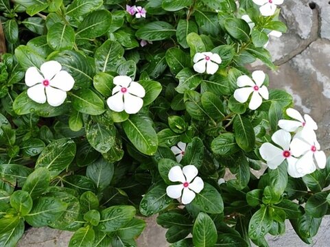 小花