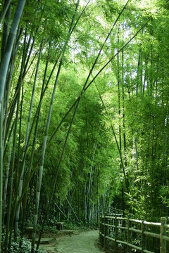 陽(yáng)光竹林