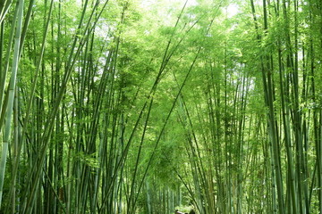 陽光竹林