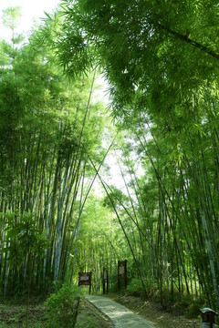 陽光竹林