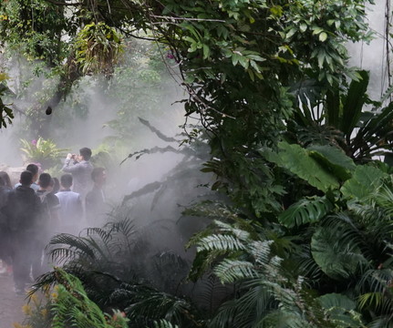 熱帶雨林