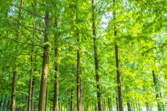 陽光草地綠樹林