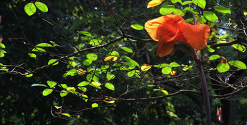 花葉