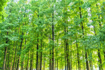 陽光草地綠樹林