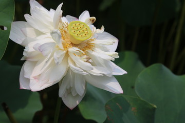 蓮花