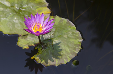 蓮花