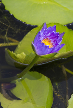 蓮花
