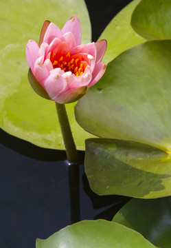 蓮花