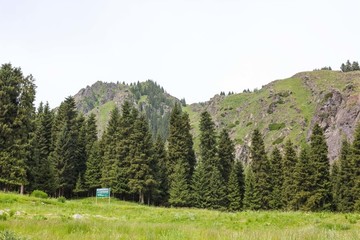 天山森林