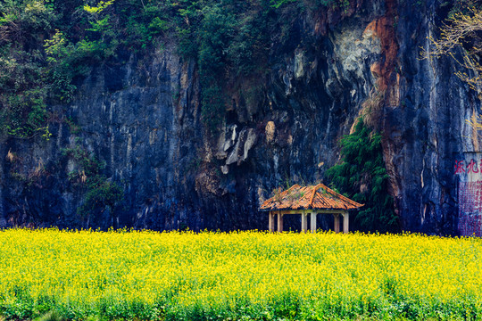 中國連州湟川三峽油菜花田