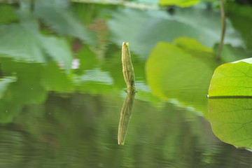 荷趣