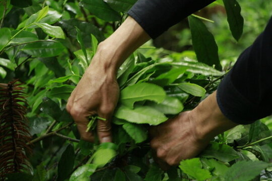 荒山茶