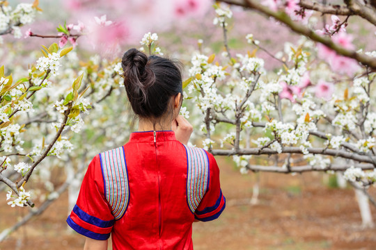 中國連州瑤族少女與梨花