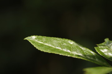 茶葉