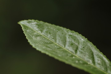 茶葉