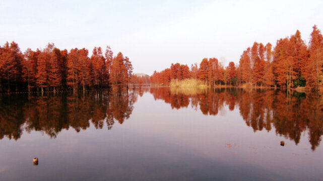紅杉樹